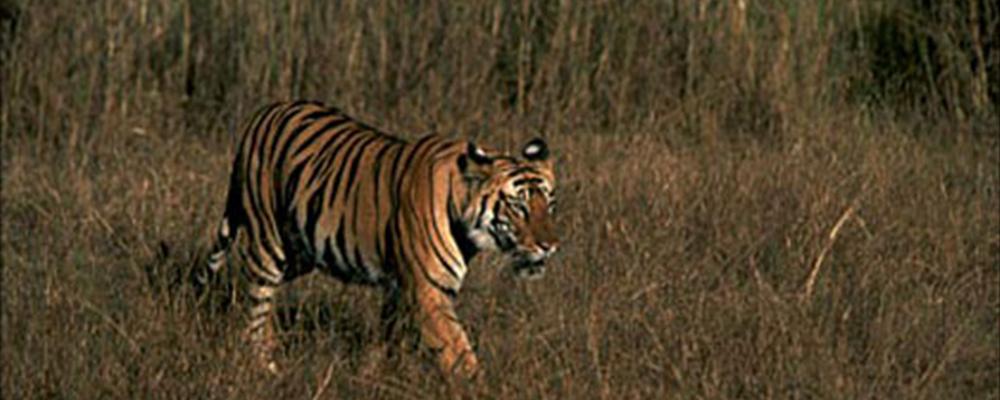 tiger safari in rajasthan, india 